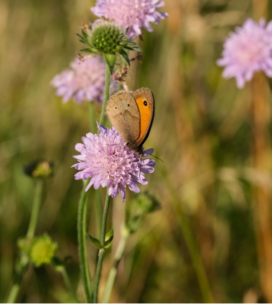 Schmetterling auf violetter Blüte in einer Wiesenlandschaft