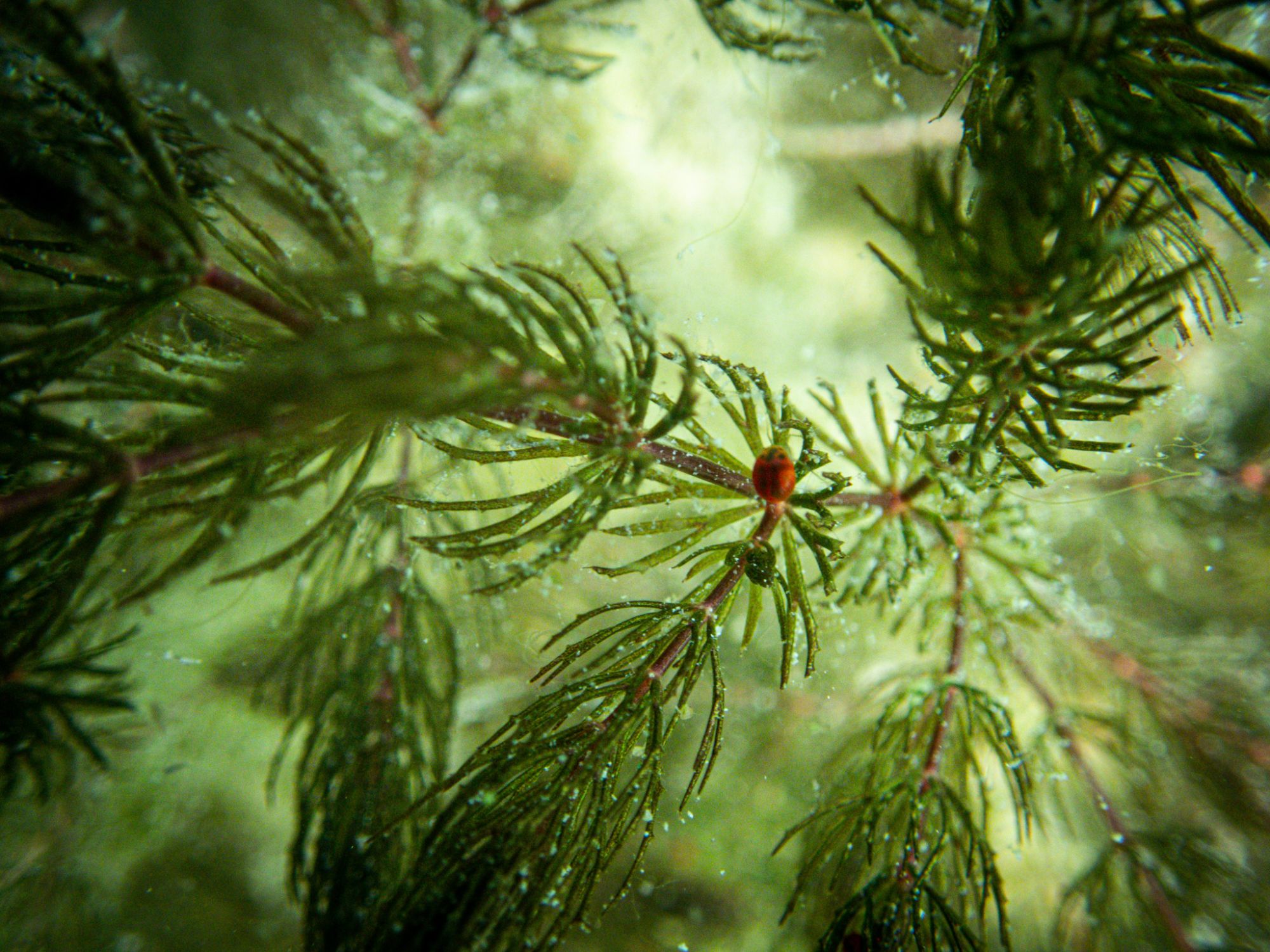 Süßwasser Fotos von Tieren im Wasser
