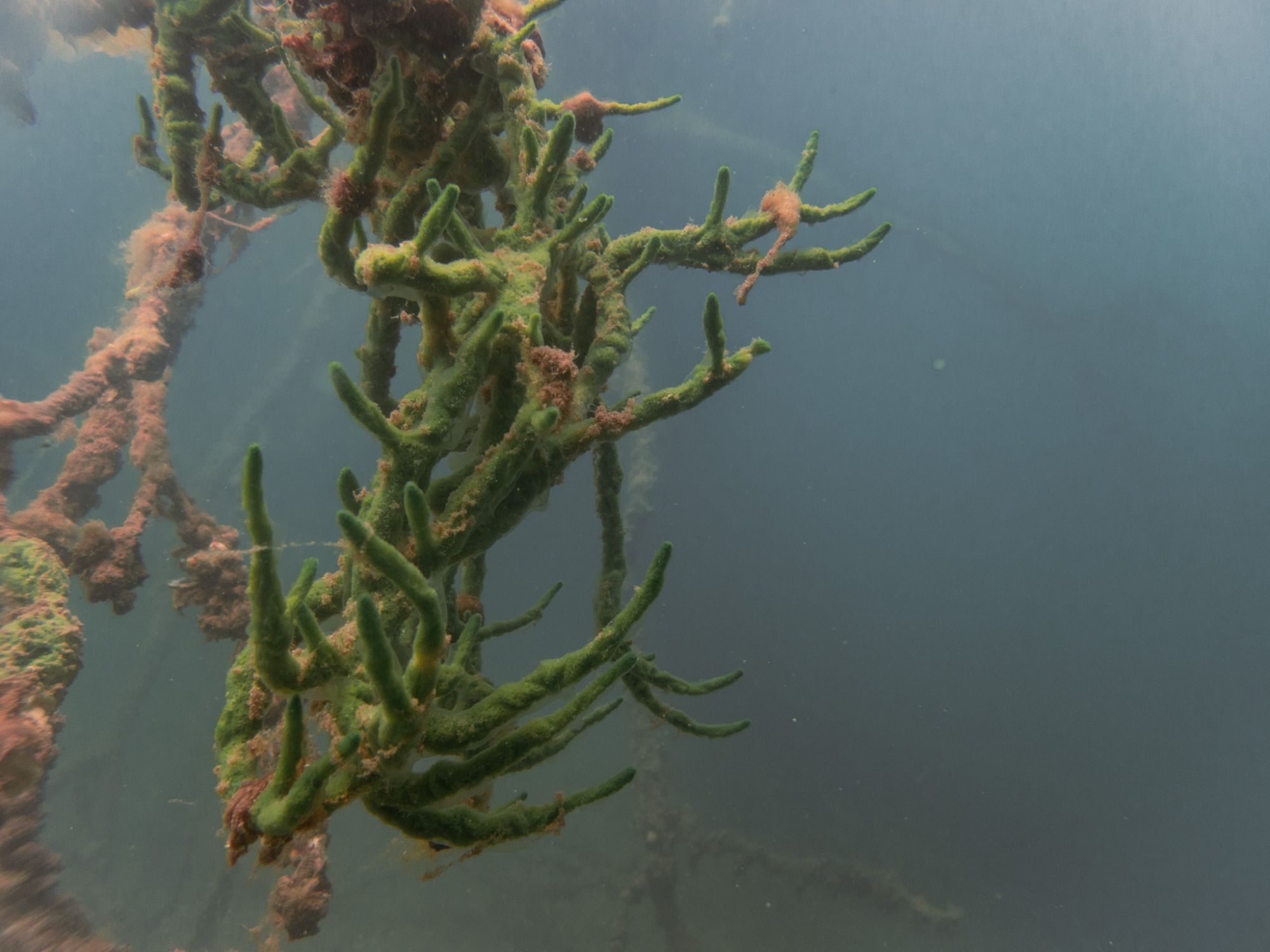 Süßwasser Fotos von Tieren im Wasser