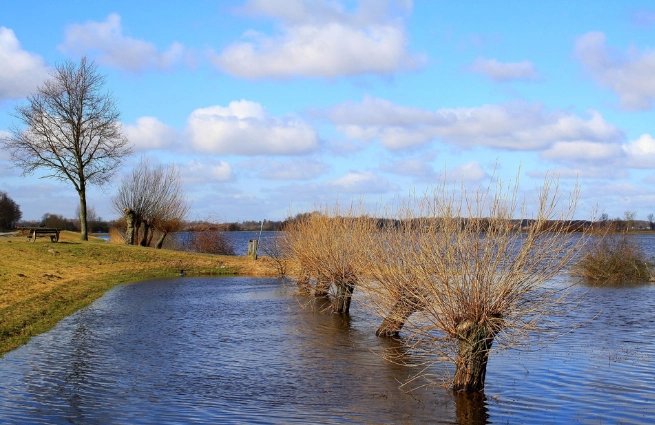 Überflutete Auenlandschaft mit Weidenbäumen als Beispiel für natürlichen Hochwasserrückhalt