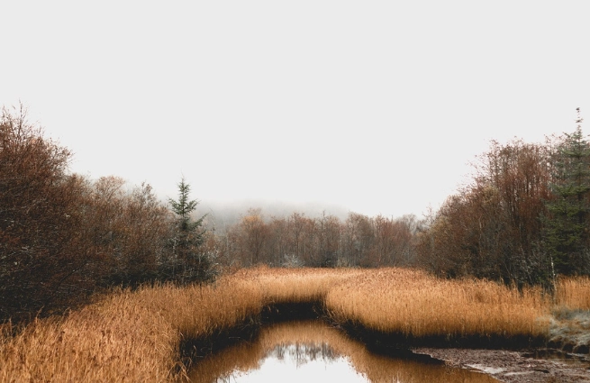 FFH-Monitoring 2024–2025 Schleswig-Holstein