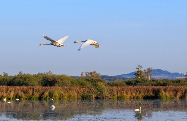 Ökosystemmonitoring Schleswig-Holstein (ÖSM)